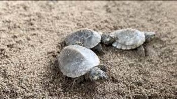 Liberaron a más de tres mil tortuguillos en el Bajo Cauca antioqueño