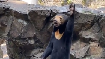 La gerencia del zoológico chino