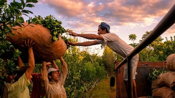 La crisis de la yerba mate golpea a Misiones y crece la preocupación en el sector: “Es inviable seguir así”