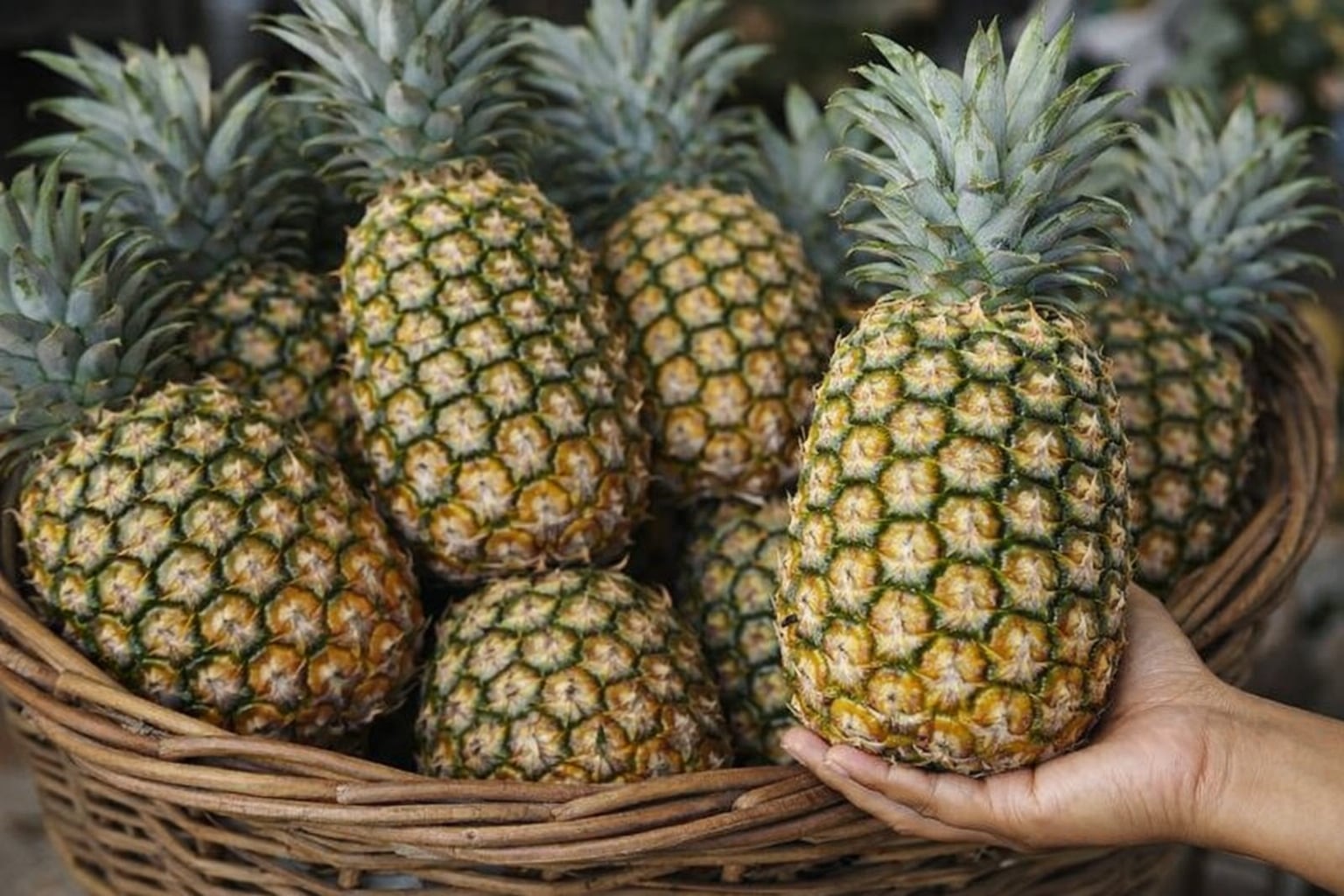 La Cámara de Piñeros Unidos impulsó proyectos de economía circular, bioinsumos, certificación de procesos e inversión social y ambiental en la piña costarricense. (Imagen Ilustrativa Infobae)