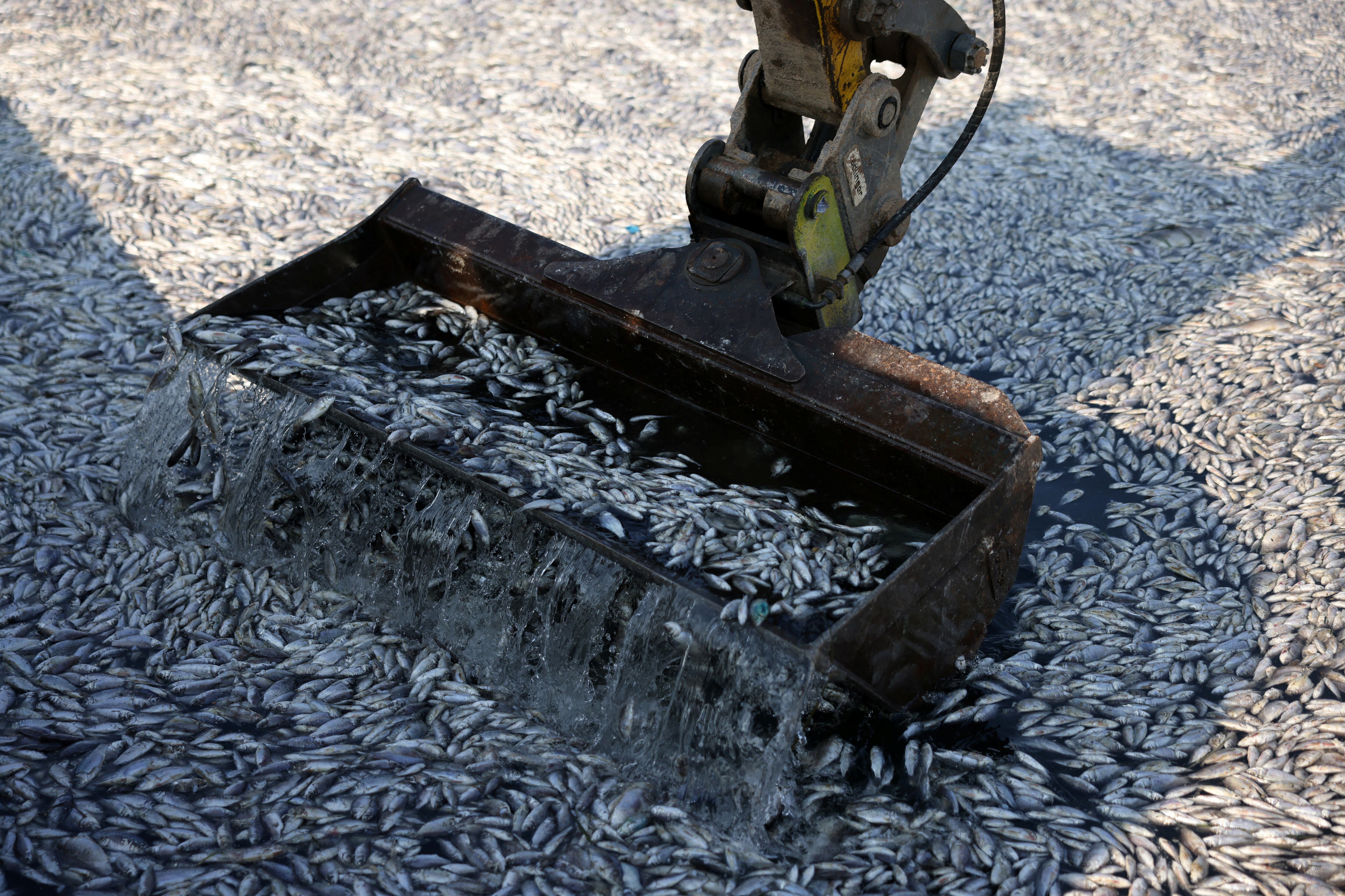 Las autoridades locales contrataron barcos y excavadoras para retirar los peces muertos. (REUTERS/Alexandros Avramidis)