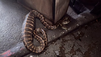 El video del hallazgo se