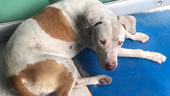 Perrito es asesinado por adolescentes