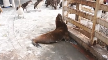 Un lobo marino marrón yace en un suelo de concreto junto a una valla de madera. Varios pelícanos caminan en el fondo
