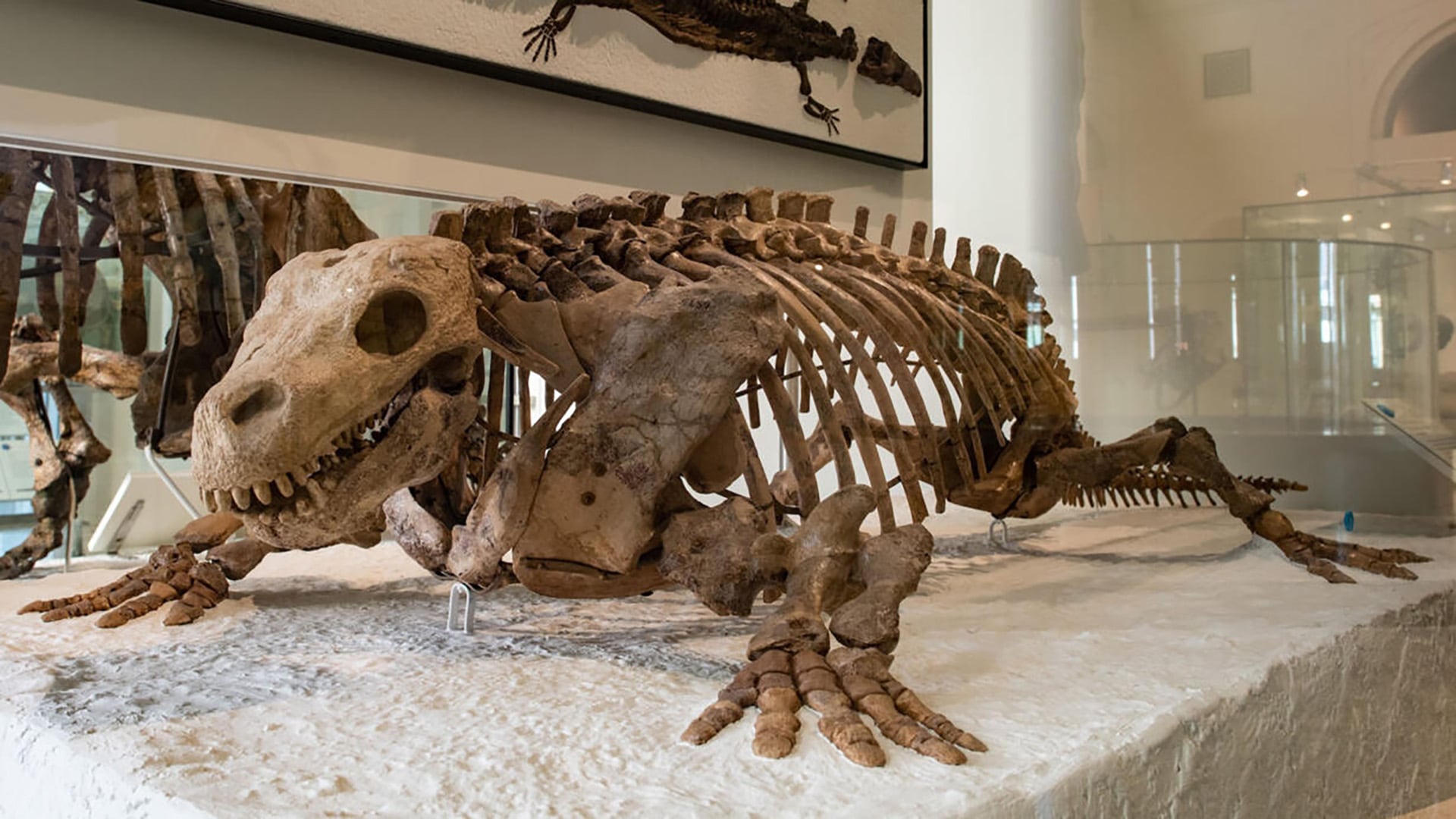 Descubierto en Escocia en 1984, el ejemplar de 345 millones de años tuvo un rol central en los debates sobre el origen de los amniotas (American Museum of Natural History (AMNH))