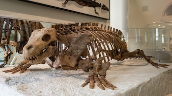 No era uno de los más antiguos: un fósil de 345 millones de años revolucionó tres décadas de certezas evolutivas