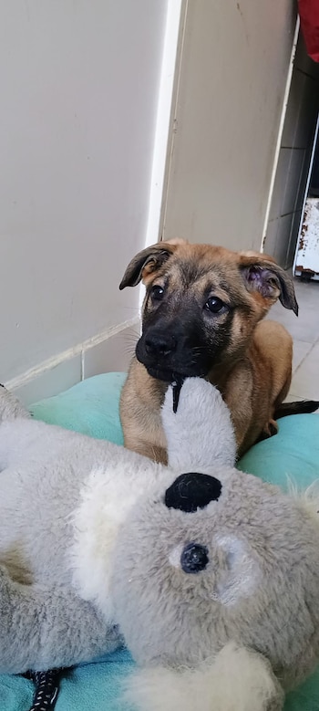 Tiene 4 meses, está vacunado