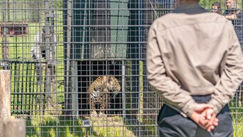 Yaguaretés Fundación Rewilding