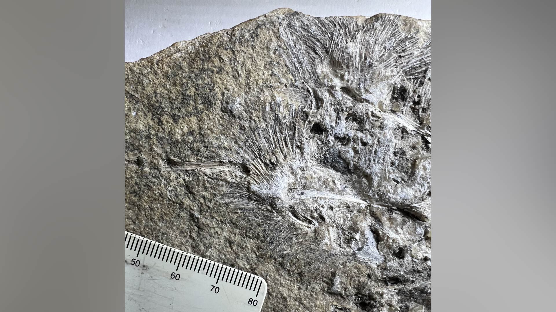 El descubrimiento de Bakiribu waridza aporta información clave sobre las cadenas alimentarias y la biodiversidad del Cretácico temprano en Brasil/Scientific Reports