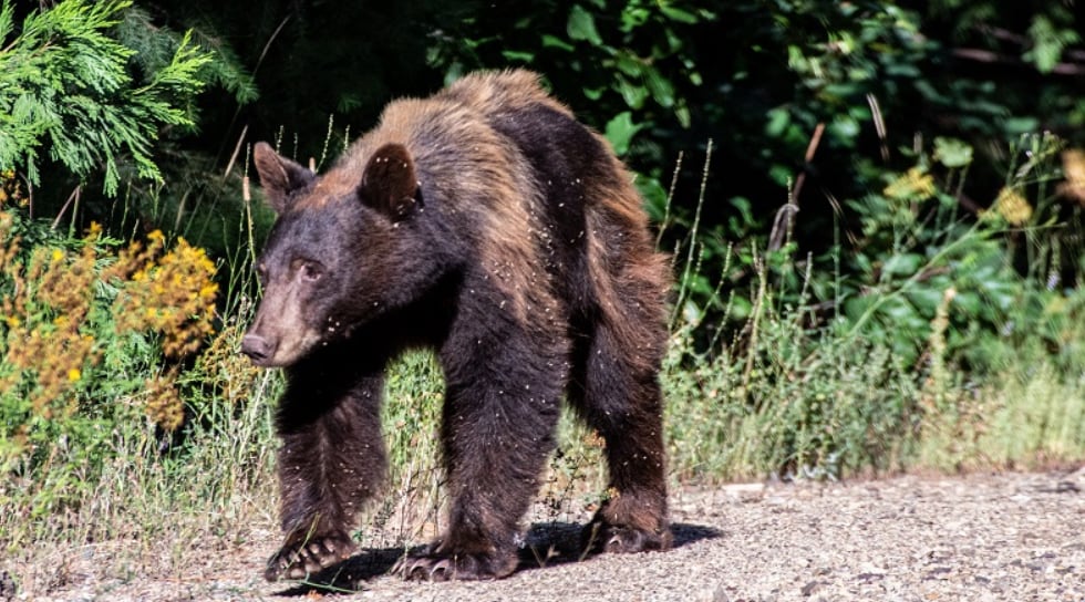 La llegada de la primavera intensifica los cruces entre la fauna silvestre y los habitantes en la cuenca de Tahoe, poniendo a prueba los protocolos de convivencia segura (California Department of Fish and Wildlife)