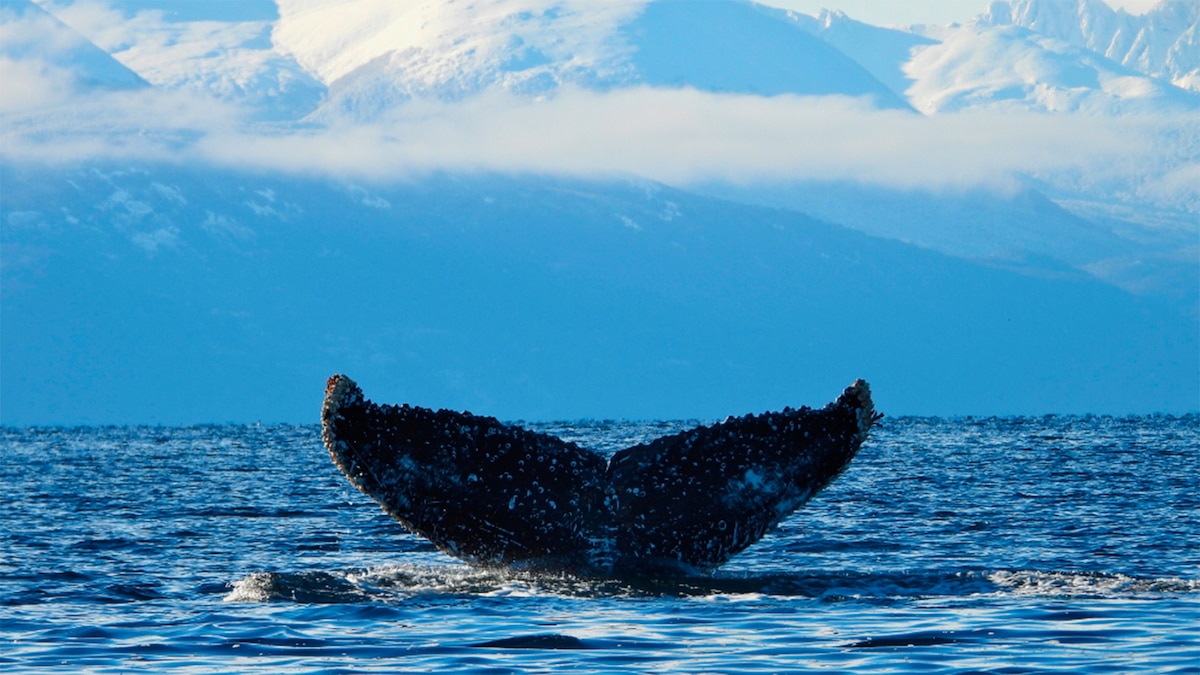 ballenas