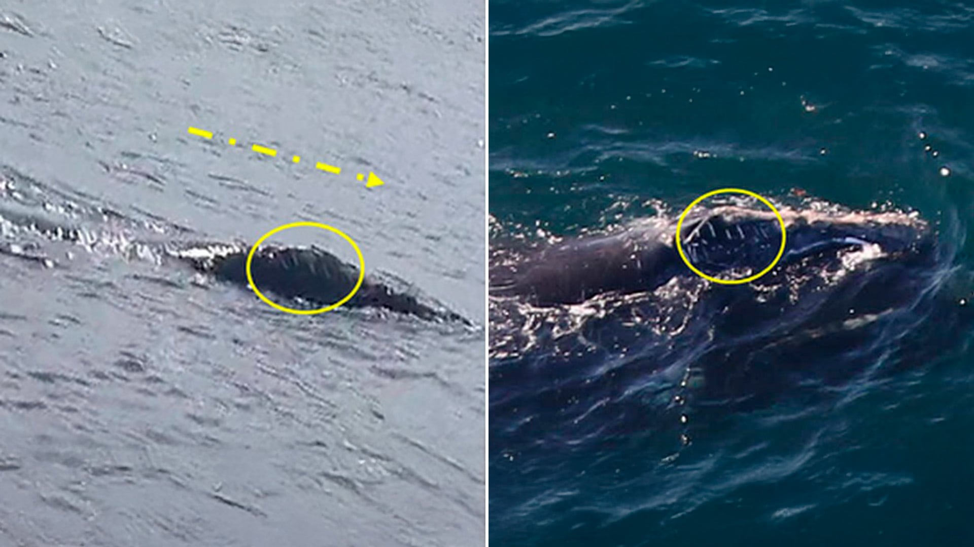 Ballena franca del Atlántico Norte cruza el océano en un patrón migratorio nunca antes visto