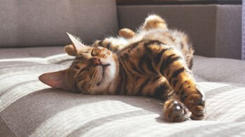 Whiskas se dedicó al desarrollo