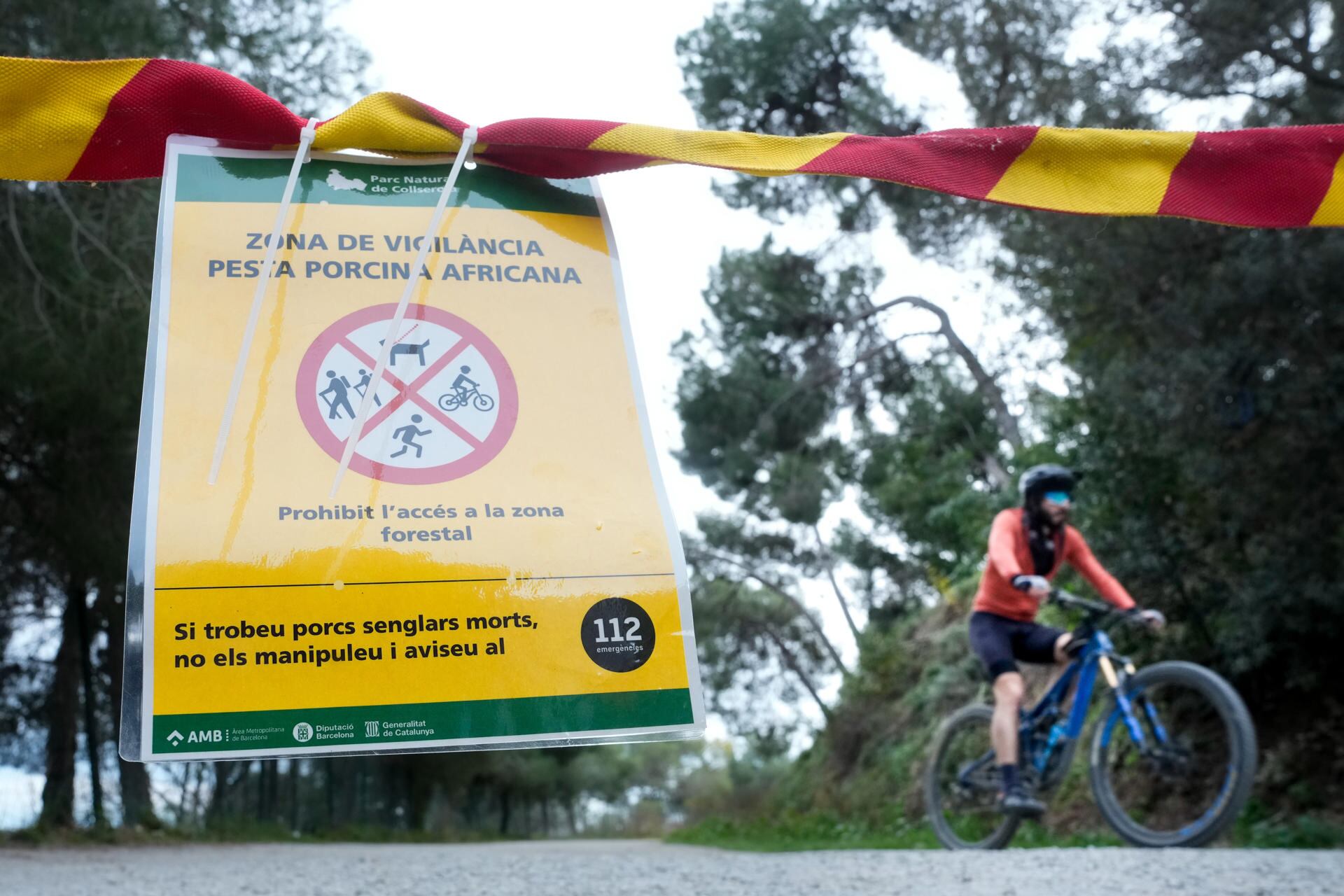 Vista de uno de los carteles situados en los accesos al Parque Natural de Collserola, alertando de la presencia de la peste porcina. (EFE/Enric Fontcuberta)