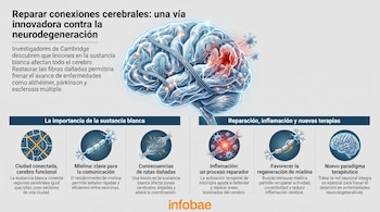Infografía del cerebro humano ilustra la importancia de reparar sus conexiones de sustancia blanca, mostrando vías nerviosas y una zona afectada con células.
