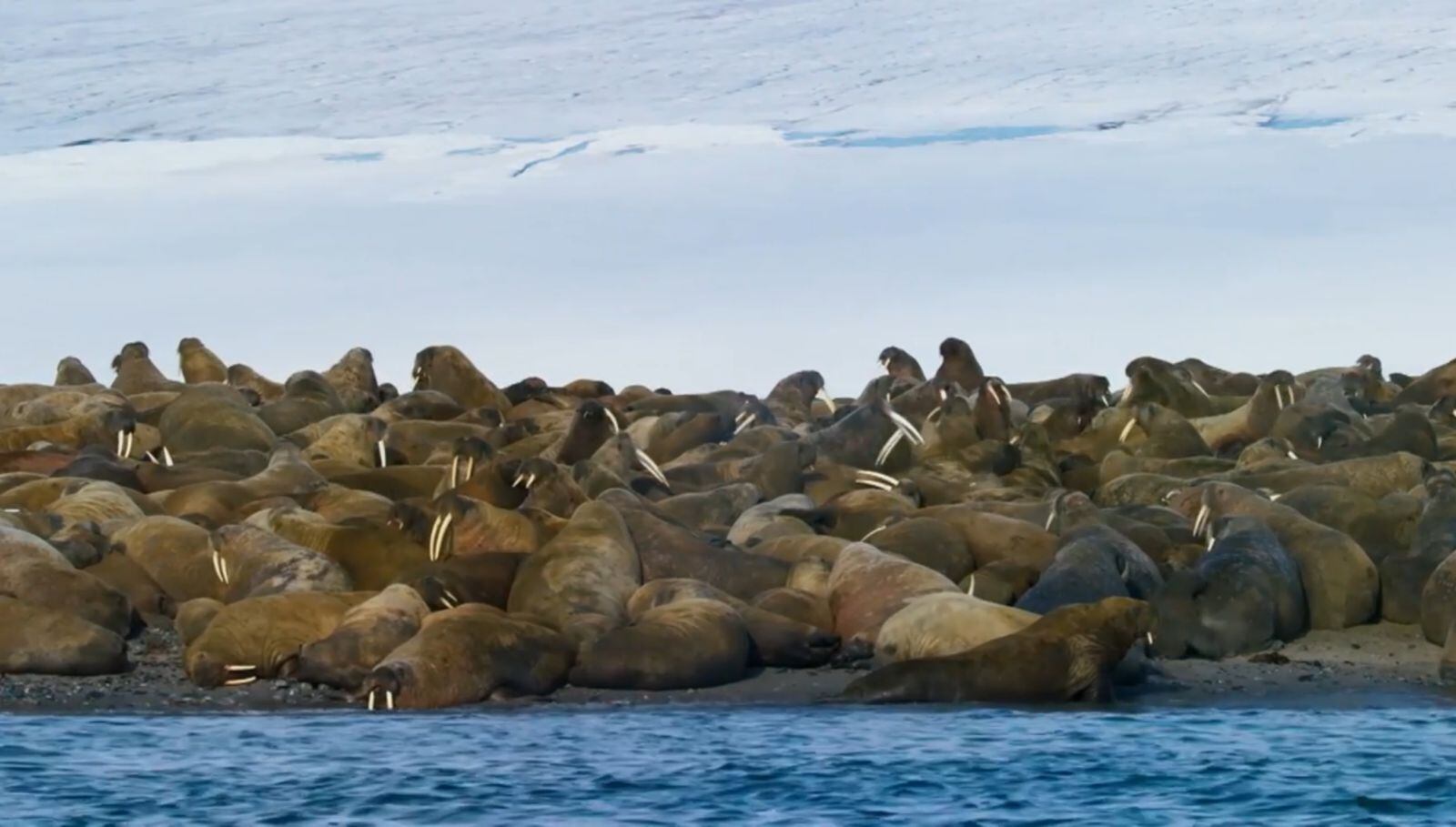 Morsas protagonizan muertes colectivas al precipitarse desde acantilados, un fenómeno aún sin explicación científica concluyente (Captura de video: YouTube/Discovery Channel)