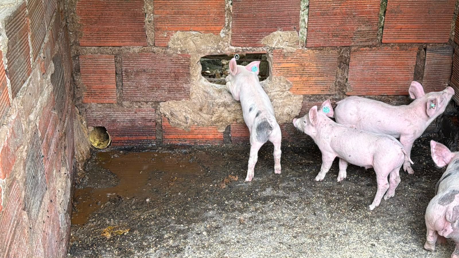 Sancionan granja de cerdos en Cundinamarca por malas prácticas que contaminaban el ambiente