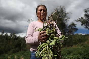 Las barreras institucionales, financieras y culturales restringen la autonomía económica y el acceso a recursos de las mujeres rurales en América Latina. EFE/Paolo Aguilar