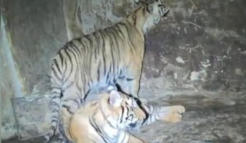 Chihuahua, tigres, operativo