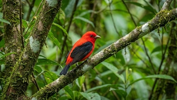 Esta es la sorprendente ave migratoria que llegó de Estados Unidos a Bogotá: cruza continentes y destaca por su intenso color