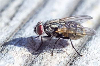 Datos curiosos sobre la mosca.