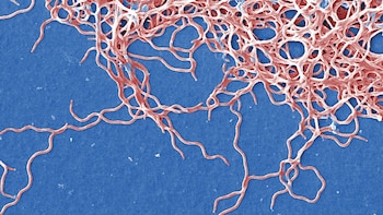 Enfermedad de Lyme