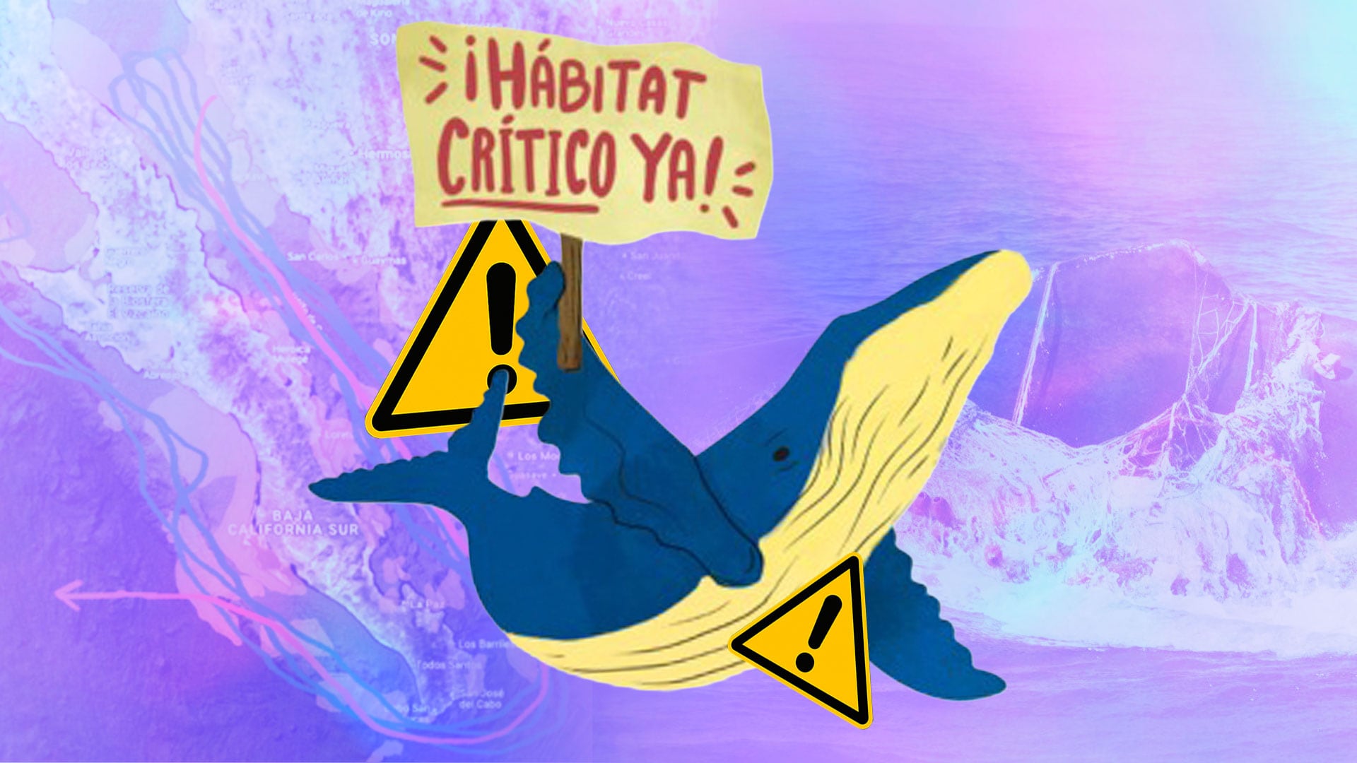 Esta batalla legal, realizada por mujeres y hombres, guardianes de las ballenas que buscan a toda costa proteger la vida en el planeta, se da en un contexto en el que la construcción de plantas de gas natural licuado. (Jésús Avilés / Infobae México)