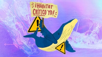 Salvar a las ballenas del Golfo de California de gasoducto en Saguaro, potegería a otros ecosistemas en riesgo, alertan organizaciones
