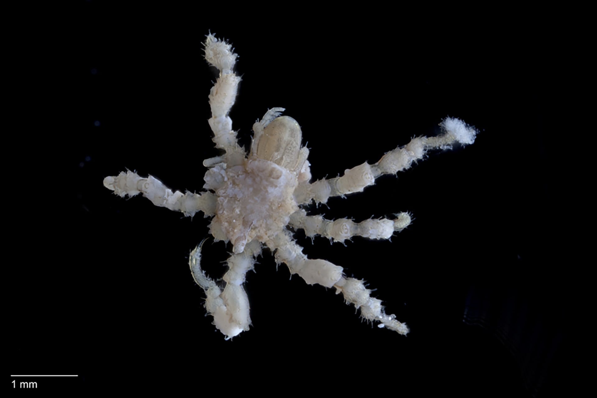 La descripción formal de las dos especies representó el primer hallazgo de este tipo en la región en casi cien años