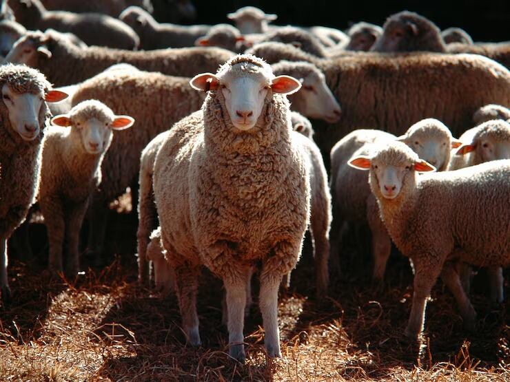 Especies domésticas y de alta atracción de visitantes como gallinas, cabras, suricatos y ovejas ganaron presencia en los recintos (Magnific)