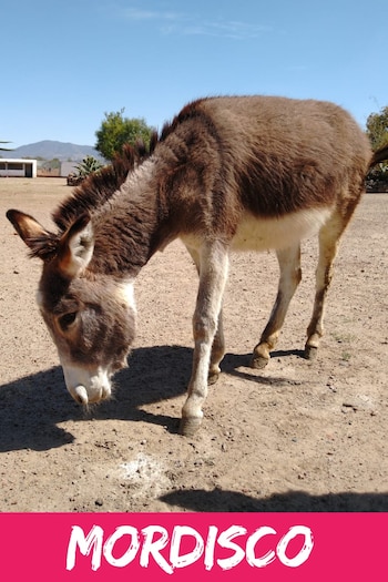 Burrolandia México se ubica en