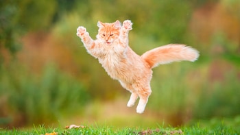 Se dice que los gatos