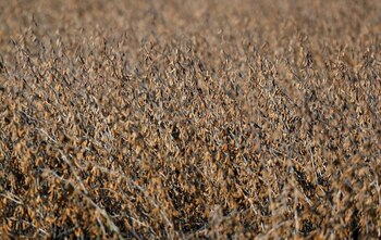Plantas de soja se ven