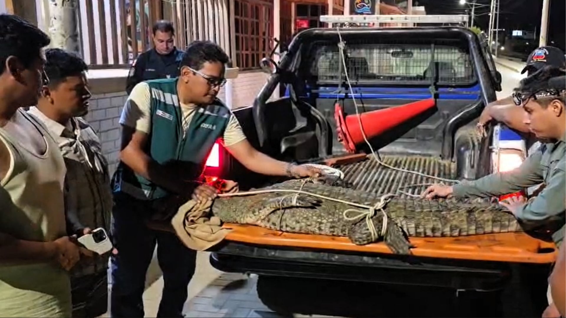 Personal del Servicio Nacional Forestal y de Fauna Silvestre (Serfor) supervisa un cocodrilo de Tumbes atado en la parte trasera de una camioneta tras su hallazgo en las playas de Los Órganos, Talara. (Foto: Serfor)