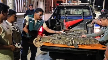 Varios hombres, algunos con chalecos verdes, manipulan un cocodrilo grande atado con cuerdas en la caja de una camioneta pickup durante la noche