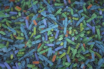 El sexoma, compuesto por microorganismos