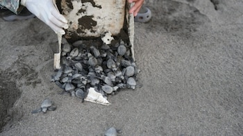 Más de 340 mil tortugas marinas fueron liberadas en las playas panameñas en el 2025. (MiAmbiente)