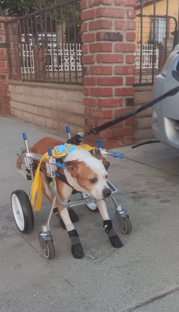 El apoyo inquebrantable de su