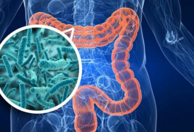 Pequeñas modificaciones alimentarias, como sumar fruta fresca y reducir ultraprocesados, son recomendadas por sociedades científicas para fomentar un ambiente microbiano óptimo
(Especial)