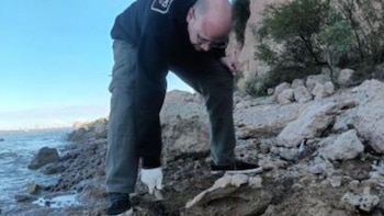 Encontraron restos fósiles de una