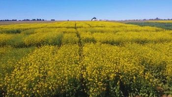 Juana y Floriana: nuevas colzas con alto potencial para la región pampeana