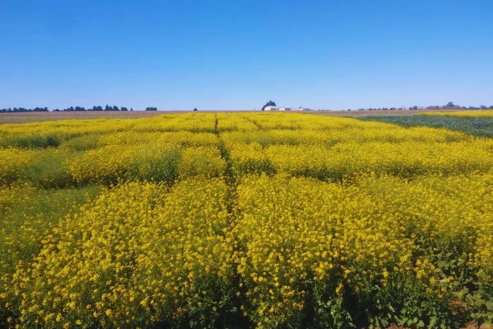 Colza, carinata y camelina: el negocio que avanza en el agro