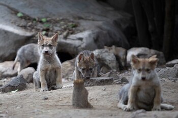 Crías de lobo mexicano nacidos
