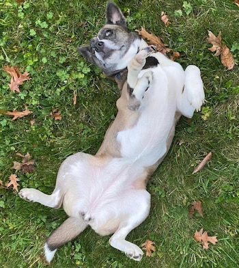 Megan se enamoró completamente de