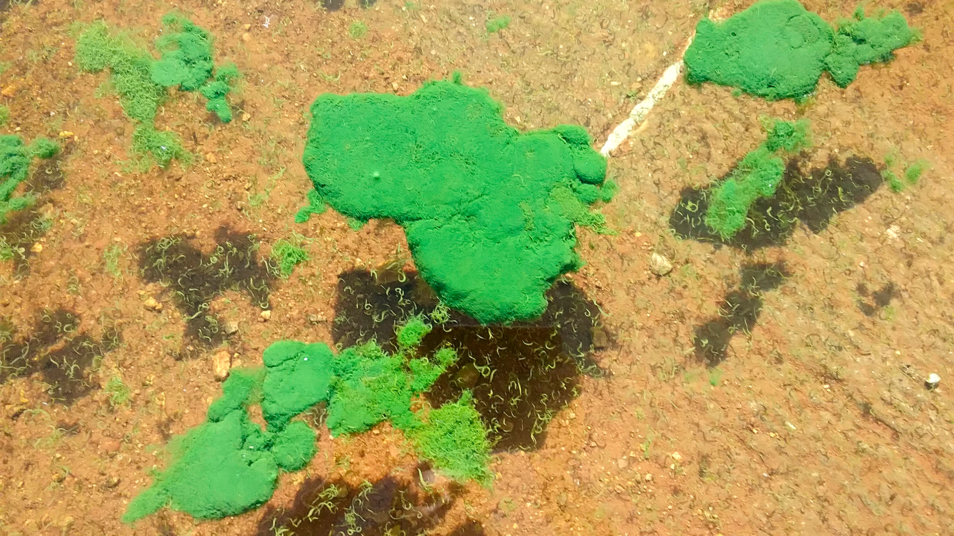 La ingesta involuntaria de agua el contacto con la piel y la inhalación de aerosoles son vías frecuentes de exposición (CDC)