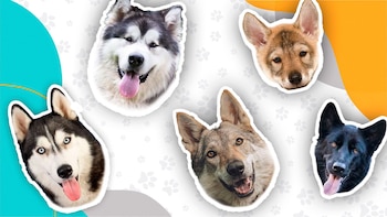 Integrar a un perro a