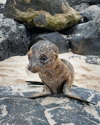 La presencia de focas bebés