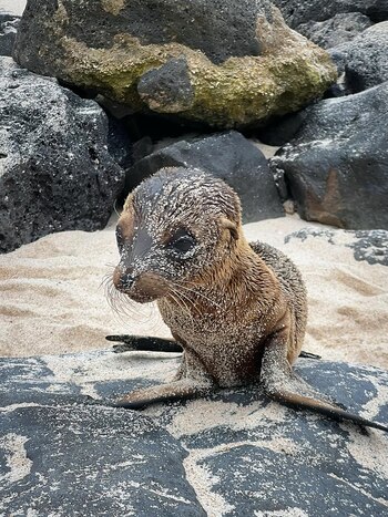 La presencia de focas bebés