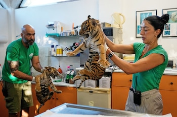 Dos cachorros machos de tigre de Sumatra, de dos meses de edad, reciben su primera vacuna y se les implanta un microchip en el Parque Zoológico de Ática, cerca de Atenas (Grecia), el martes 8 de septiembre de 2026, como parte de una iniciativa para crear una población de reserva de esta especie en peligro crítico de extinción. (Foto AP/Thanassis Stavrakis)