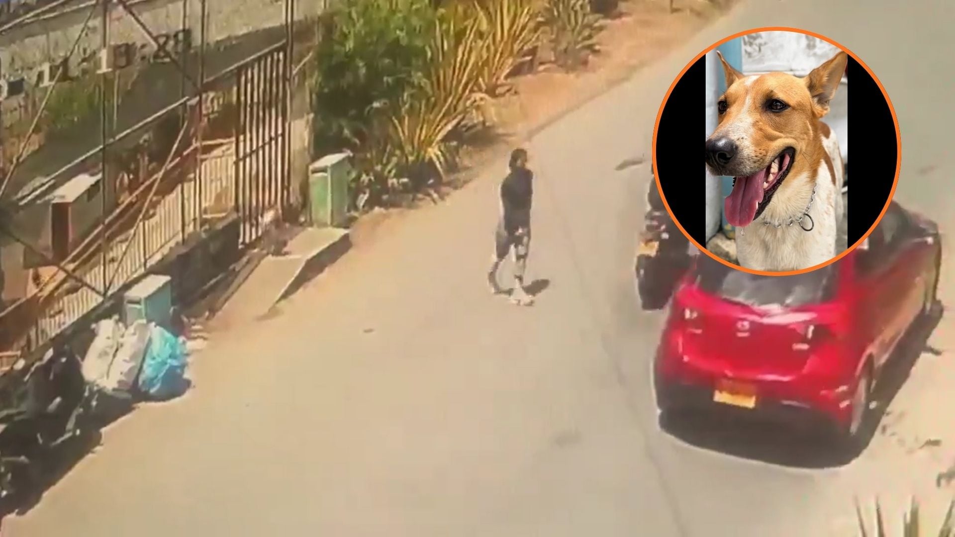 Denuncian presunto abandono de un perrito en La Estrella: lo dejaron amarrado frente a albergue